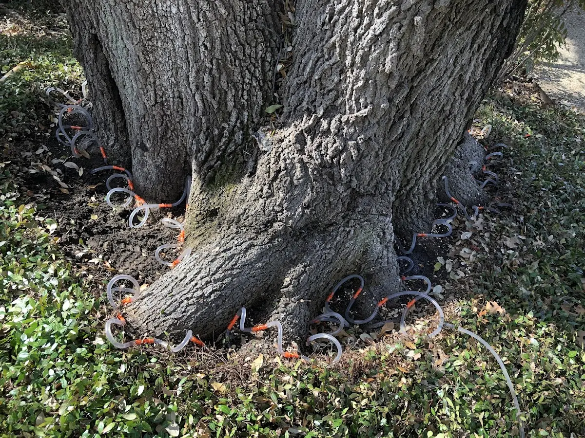 Detailed Tree Cabling and Bracing job site in Griffithsville