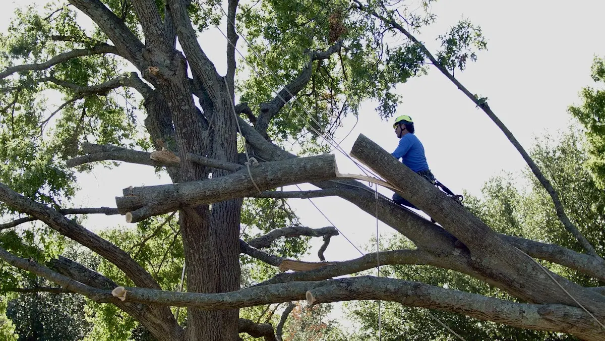 Professional Crown Thinning performed by certified arborists in Griffithsville